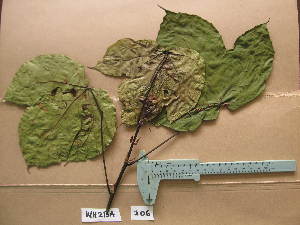  (Macaranga beillei - WH213a_206)  @11 [ ] CreativeCommons - Attribution Non-Commercial Share-Alike (2013) Unspecified Herbarium de l'Université Libre de Bruxelles