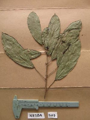  ( - WH213a_207)  @11 [ ] CreativeCommons - Attribution Non-Commercial Share-Alike (2013) Unspecified Herbarium de l'Université Libre de Bruxelles