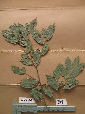  (Dichapetalum sp - WH213a_218)  @11 [ ] CreativeCommons - Attribution Non-Commercial Share-Alike (2013) Unspecified Herbarium de l'Université Libre de Bruxelles