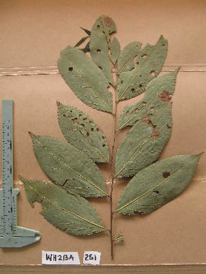  (Phyllocosmus africanus - WH213a_251)  @11 [ ] CreativeCommons - Attribution Non-Commercial Share-Alike (2013) Unspecified Herbarium de l'Université Libre de Bruxelles