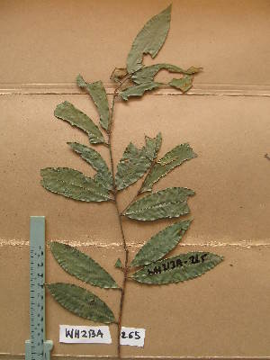  (Idertia morsonii - WH213a_265)  @11 [ ] CreativeCommons - Attribution Non-Commercial Share-Alike (2013) Unspecified Herbarium de l'Université Libre de Bruxelles