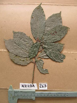  ( - WH213a_267)  @11 [ ] CreativeCommons - Attribution Non-Commercial Share-Alike (2013) Unspecified Herbarium de l'Université Libre de Bruxelles