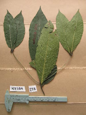  (Pavetta ixorifolia - WH213a_273)  @11 [ ] CreativeCommons - Attribution Non-Commercial Share-Alike (2013) Unspecified Herbarium de l'Université Libre de Bruxelles