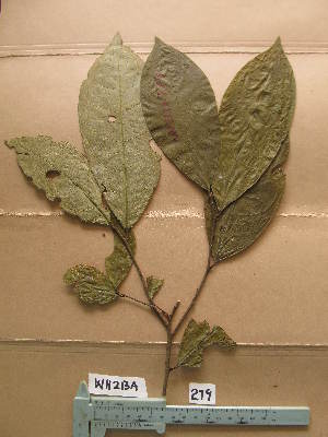  (Thecacoris stenopetala - WH213a_279)  @11 [ ] CreativeCommons - Attribution Non-Commercial Share-Alike (2013) Unspecified Herbarium de l'Université Libre de Bruxelles
