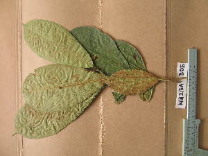  (Excoecaria guineense - WH213a_305)  @11 [ ] CreativeCommons - Attribution Non-Commercial Share-Alike (2013) Unspecified Herbarium de l'Université Libre de Bruxelles