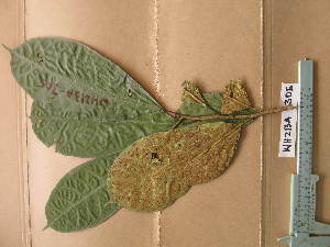  ( - WH213a_305)  @11 [ ] CreativeCommons - Attribution Non-Commercial Share-Alike (2013) Unspecified Herbarium de l'Université Libre de Bruxelles