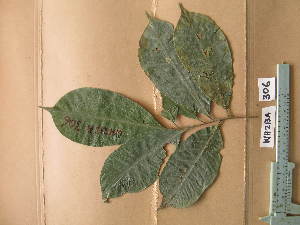  (Apodiscus chevalieri - WH213a_306)  @11 [ ] CreativeCommons - Attribution Non-Commercial Share-Alike (2013) Unspecified Herbarium de l'Université Libre de Bruxelles