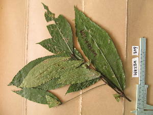  ( - WH213a_309)  @11 [ ] CreativeCommons - Attribution Non-Commercial Share-Alike (2013) Unspecified Herbarium de l'Université Libre de Bruxelles