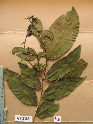  (Martretia quadricornis - WH213a_315)  @11 [ ] CreativeCommons - Attribution Non-Commercial Share-Alike (2013) Unspecified Herbarium de l'Université Libre de Bruxelles
