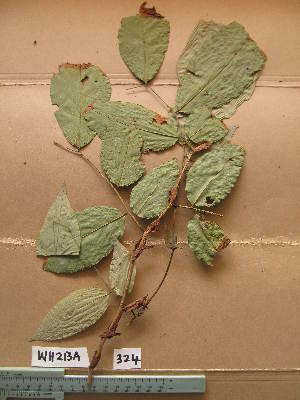  ( - WH213a_324)  @11 [ ] CreativeCommons - Attribution Non-Commercial Share-Alike (2013) Unspecified Herbarium de l'Université Libre de Bruxelles