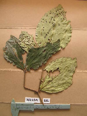  (Warneckea memecyloides - WH213a_332)  @11 [ ] CreativeCommons - Attribution Non-Commercial Share-Alike (2013) Unspecified Herbarium de l'Université Libre de Bruxelles