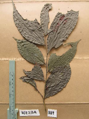  ( - WH213a_339)  @11 [ ] CreativeCommons - Attribution Non-Commercial Share-Alike (2013) Unspecified Herbarium de l'Université Libre de Bruxelles