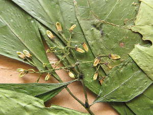  ( - WH213a_345)  @11 [ ] CreativeCommons - Attribution Non-Commercial Share-Alike (2013) Unspecified Herbarium de l'Université Libre de Bruxelles