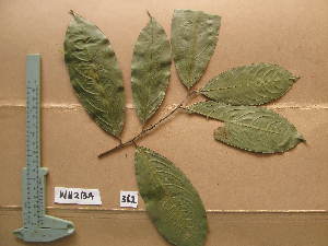  (Campylospermum sp - WH213a_362)  @11 [ ] CreativeCommons - Attribution Non-Commercial Share-Alike (2013) Unspecified Herbarium de l'Université Libre de Bruxelles