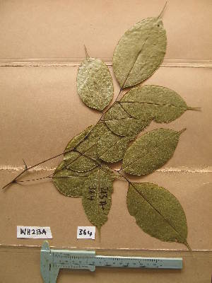  ( - WH213a_364)  @11 [ ] CreativeCommons - Attribution Non-Commercial Share-Alike (2013) Unspecified Herbarium de l'Université Libre de Bruxelles