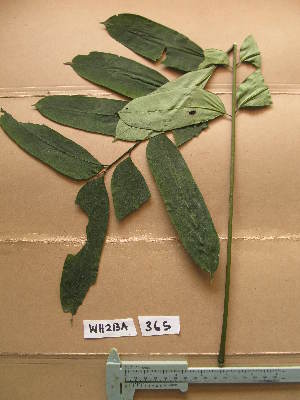  (Quassia silvestris - WH213a_365)  @11 [ ] CreativeCommons - Attribution Non-Commercial Share-Alike (2013) Unspecified Herbarium de l'Université Libre de Bruxelles