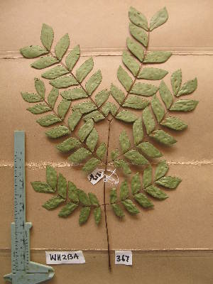  ( - WH213a_367)  @11 [ ] CreativeCommons - Attribution Non-Commercial Share-Alike (2013) Unspecified Herbarium de l'Université Libre de Bruxelles