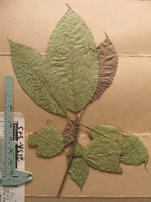  (Pavetta sonjae - WH213a_375)  @11 [ ] CreativeCommons - Attribution Non-Commercial Share-Alike (2013) Unspecified Herbarium de l'Université Libre de Bruxelles