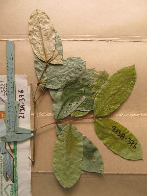  ( - WH213a_376)  @11 [ ] CreativeCommons - Attribution Non-Commercial Share-Alike (2013) Unspecified Herbarium de l'Université Libre de Bruxelles