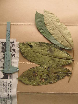  (Eugenia gabonensis - WH213a_377)  @11 [ ] CreativeCommons - Attribution Non-Commercial Share-Alike (2013) Unspecified Herbarium de l'Université Libre de Bruxelles