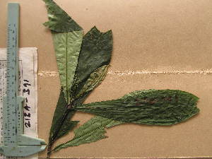  ( - WH213a_391)  @11 [ ] CreativeCommons - Attribution Non-Commercial Share-Alike (2013) Unspecified Herbarium de l'Université Libre de Bruxelles
