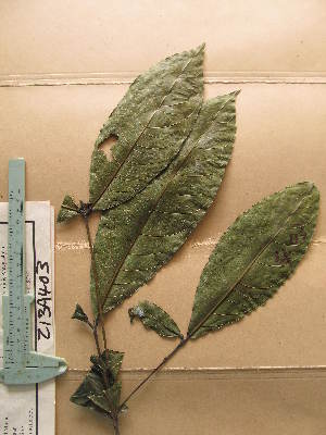  ( - WH213a_403)  @11 [ ] CreativeCommons - Attribution Non-Commercial Share-Alike (2013) Unspecified Herbarium de l'Université Libre de Bruxelles