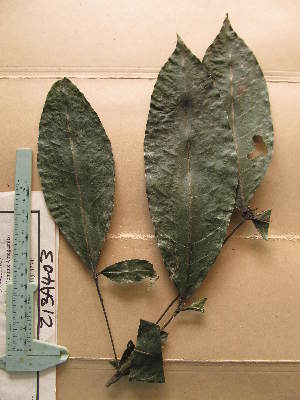  ( - WH213a_403)  @11 [ ] CreativeCommons - Attribution Non-Commercial Share-Alike (2013) Unspecified Herbarium de l'Université Libre de Bruxelles