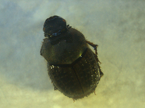  ( - UNEIECOL00018)  @11 [ ] CreativeCommons - Attribution Non-Commercial Share-Alike  Unspecified Unspecified