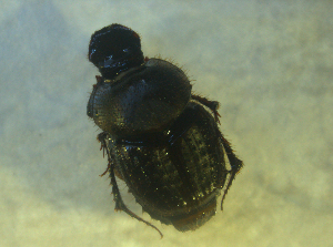 ( - UNEIECOL00019)  @11 [ ] CreativeCommons - Attribution Non-Commercial Share-Alike  Unspecified Unspecified