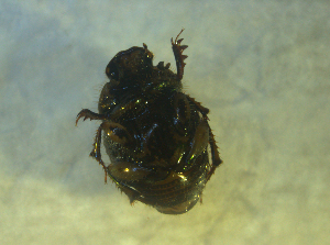  ( - UNEIECOL00020)  @11 [ ] CreativeCommons - Attribution Non-Commercial Share-Alike  Unspecified Unspecified
