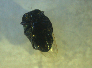 ( - UNEIECOL00030)  @11 [ ] CreativeCommons - Attribution Non-Commercial Share-Alike  Unspecified Unspecified