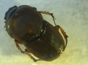  ( - UNEIECOL00005)  @11 [ ] CreativeCommons - Attribution Non-Commercial Share-Alike  Unspecified Unspecified