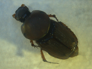  ( - UNEIECOL00006)  @11 [ ] CreativeCommons - Attribution Non-Commercial Share-Alike  Unspecified Unspecified