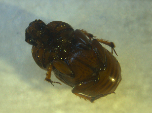  ( - UNEIECOL00007)  @11 [ ] CreativeCommons - Attribution Non-Commercial Share-Alike  Unspecified Unspecified