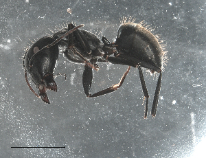  (Camponotus aeneopilosus - UNEIE00010)  @14 [ ] CreativeCommons  Attribution Non-Commercial Share-Alike  Unspecified University of New England, Australia