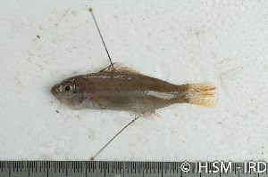  (Scaridae_gen - S0005_064)  @11 [ ] CreativeCommons - Attribution Non-Commercial Share-Alike (2017) Henitsoa Jaonalison IH.SM, Toliara, Madagascar