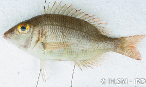  ( - S0014_010)  @11 [ ] CreativeCommons - Attribution Non-Commercial Share-Alike (2017) Henitsoa Jaonalison IH.SM, Toliara, Madagascar