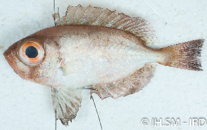  (Priacanthidae_gen - S0019_005)  @11 [ ] CreativeCommons - Attribution Non-Commercial Share-Alike (2017) Henitsoa Jaonalison IH.SM, Toliara, Madagascar