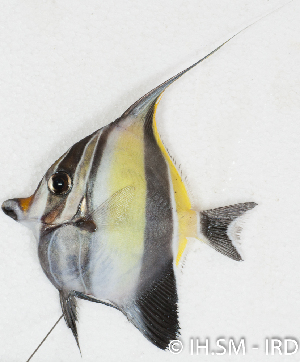  ( - S0025_001)  @11 [ ] CreativeCommons - Attribution Non-Commercial Share-Alike (2017) Henitsoa Jaonalison IH.SM, Toliara, Madagascar