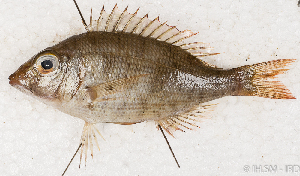  ( - S0062_003)  @11 [ ] CreativeCommons - Attribution Non-Commercial Share-Alike (2018) Henitsoa Jaonalison IH.SM, Toliara, Madagascar