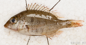  ( - S0063_001)  @11 [ ] CreativeCommons - Attribution Non-Commercial Share-Alike (2018) Henitsoa Jaonalison IH.SM, Toliara, Madagascar