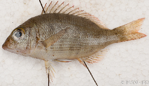  ( - S0067_015)  @11 [ ] CreativeCommons - Attribution Non-Commercial Share-Alike (2018) Henitsoa Jaonalison IH.SM, Toliara, Madagascar