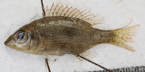  ( - S0074_006)  @11 [ ] CreativeCommons - Attribution Non-Commercial Share-Alike (2018) Henitsoa Jaonalison IH.SM, Toliara, Madagascar