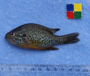  (Lepomis gibbosus - IFCZE0321)  @14 [ ] Unspecified (default): All Rights Reserved  Unspecified Unspecified
