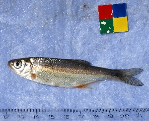  (Alburnoides bipunctatus - IFCZE0714)  @14 [ ] Unspecified (default): All Rights Reserved  Unspecified Unspecified