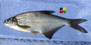 (Ballerus sapa - IFCZE1118)  @14 [ ] Unspecified (default): All Rights Reserved  Unspecified Unspecified