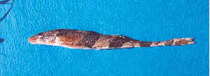  ( - IFCZE6077)  @12 [ ] Unspecified (default): All Rights Reserved  Unspecified Unspecified
