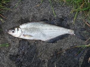  ( - IFCZE7132)  @13 [ ] Unspecified (default): All Rights Reserved  Unspecified Unspecified