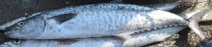  ( - MSWCF518)  @11 [ ] Copyright (2016) PHCDBS PAUL HEBERT CENTRE FOR DNA BARCODING AND BIODIVERSITY STUDIE