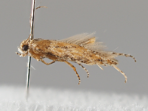  ( - BGE_MZH_LEP_0417)  @11 [ ] CreativeCommons  Attribution Non-Commercial Share-Alike (2024) Leo Vahatalo Universityof Helsinki